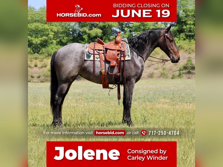 Fries paard Mix Merrie 4 Jaar 152 cm Roan-Blue in Beaver Springs, PA