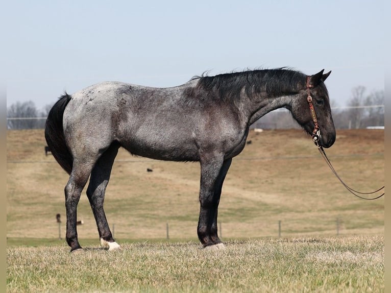 Fries paard Merrie 4 Jaar 152 cm Roan-Blue in Parkers Lake Ky