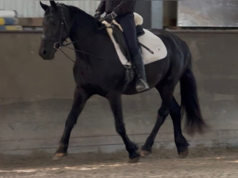 Fries paard Mix Merrie 4 Jaar 152 cm Zwart in Jülich