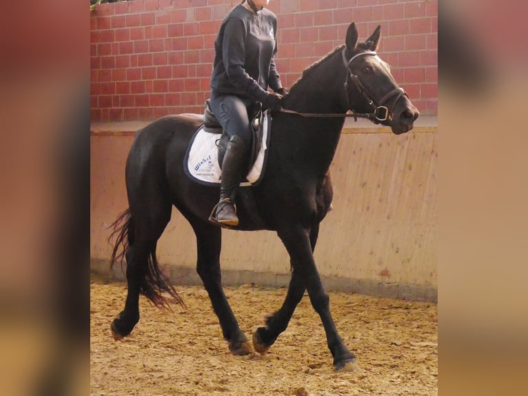 Fries paard Mix Merrie 4 Jaar 154 cm in Dorsten