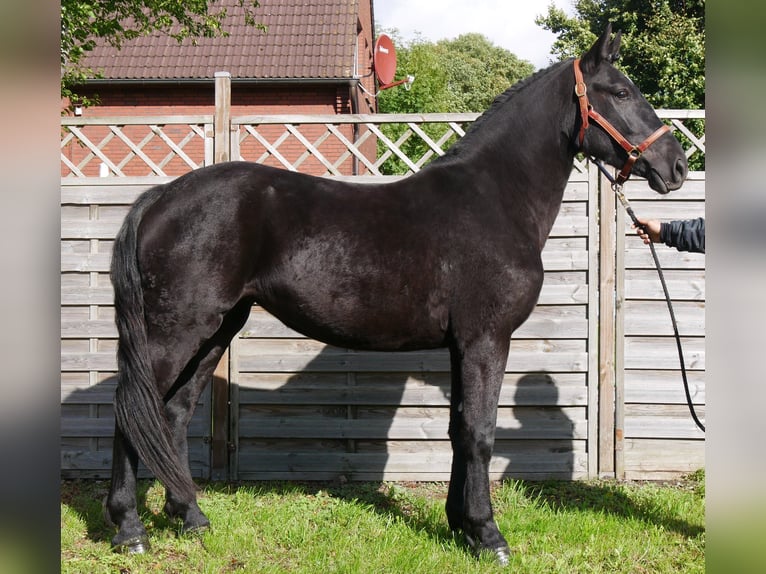 Fries paard Mix Merrie 4 Jaar 154 cm in Dorsten