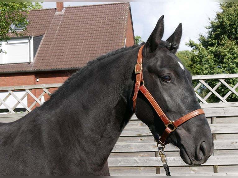 Fries paard Mix Merrie 4 Jaar 154 cm in Dorsten