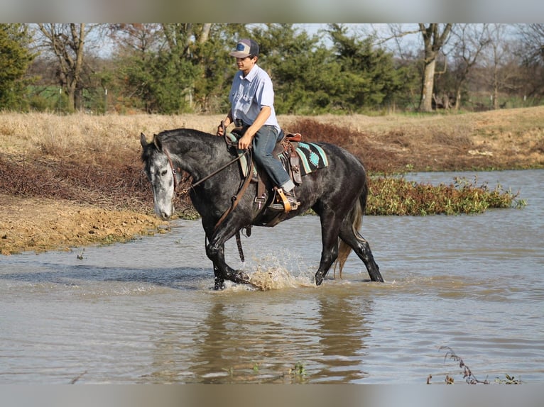 Fries paard Merrie 4 Jaar 155 cm Schimmel in Plano
