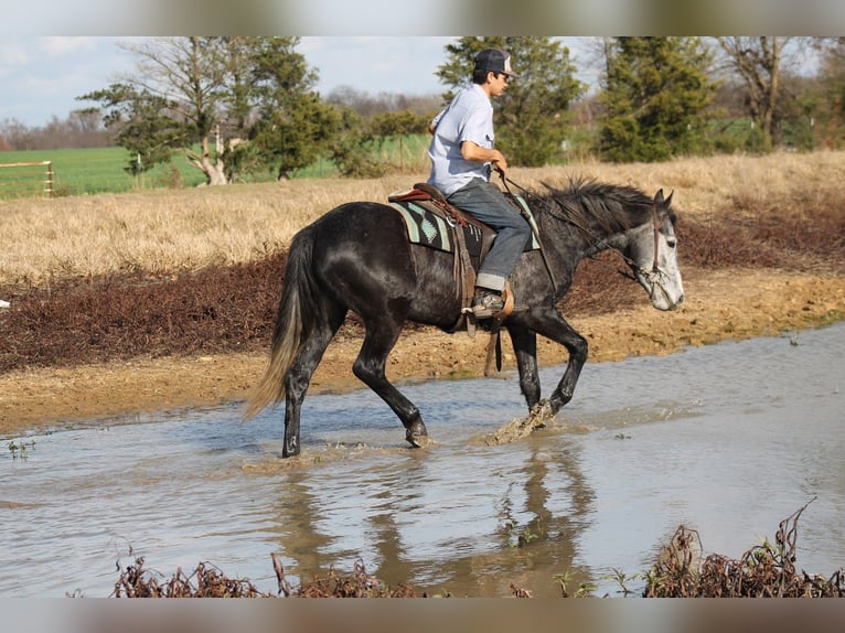 Fries paard Merrie 4 Jaar 155 cm Schimmel in Plano