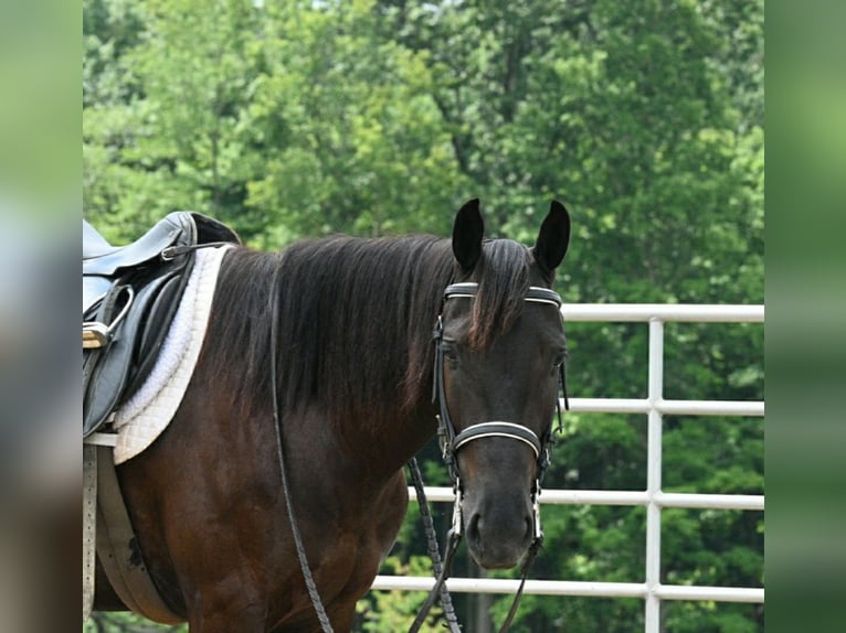 Fries paard Mix Merrie 4 Jaar 155 cm Zwart in Millersburg, OH