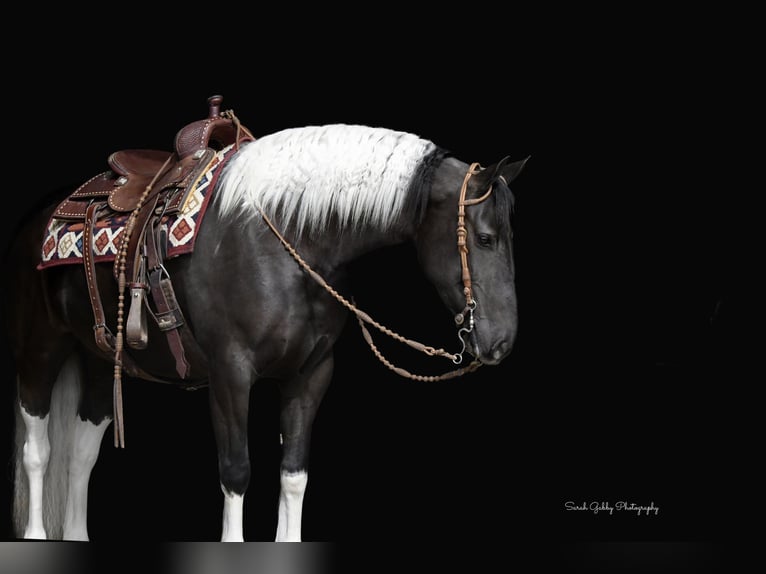 Fries paard Mix Merrie 4 Jaar 157 cm Gevlekt-paard in Oelwein