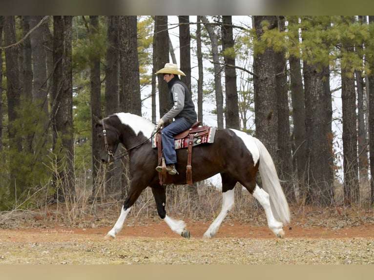 Fries paard Mix Merrie 4 Jaar 157 cm Gevlekt-paard in Oelwein