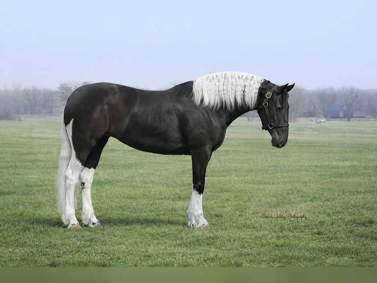 Fries paard Mix Merrie 4 Jaar 157 cm Gevlekt-paard in Oelwein