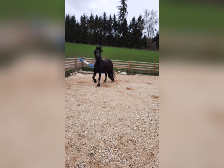 Fries paard Merrie 4 Jaar 157 cm Zwart in Bad Griesbach im Rottal
