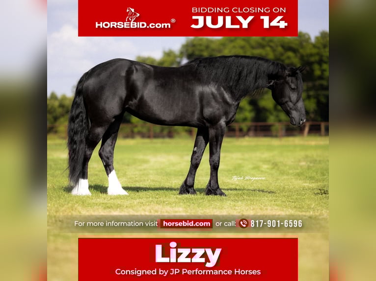 Fries paard Mix Merrie 4 Jaar 157 cm Zwart in Weatherford