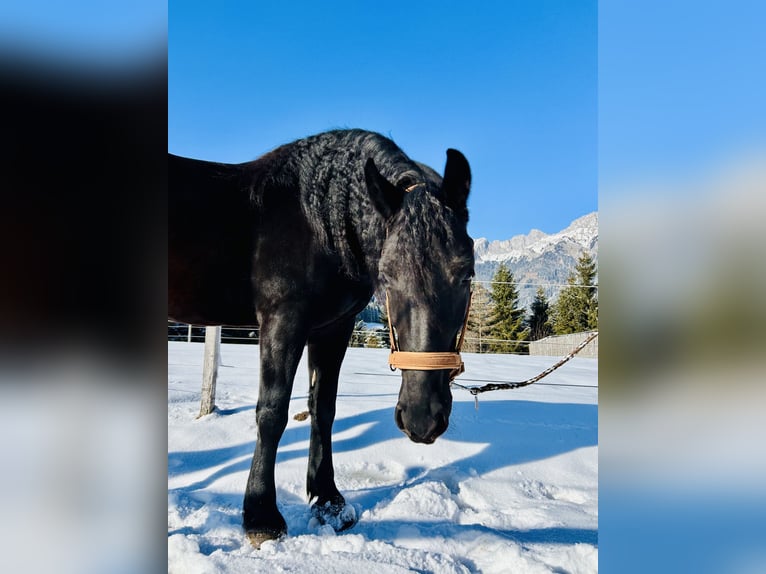 Fries paard Mix Merrie 4 Jaar 157 cm Zwart in Nesselwängle