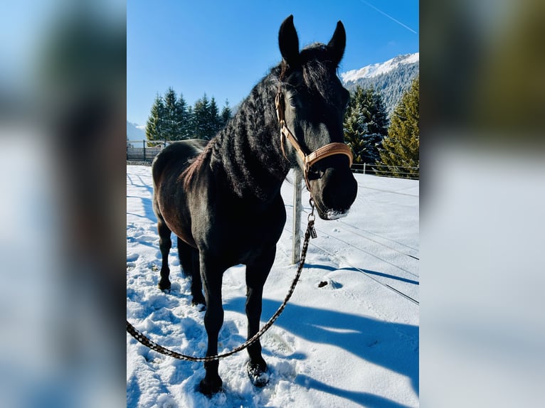 Fries paard Mix Merrie 4 Jaar 157 cm Zwart in Nesselwängle