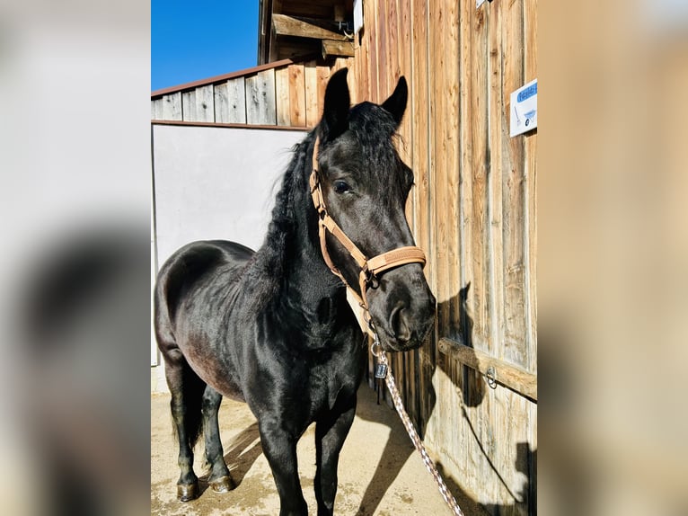 Fries paard Mix Merrie 4 Jaar 157 cm Zwart in Nesselwängle