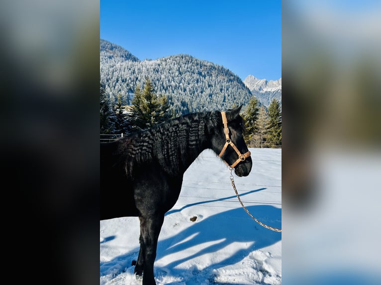 Fries paard Mix Merrie 4 Jaar 157 cm Zwart in Nesselwängle