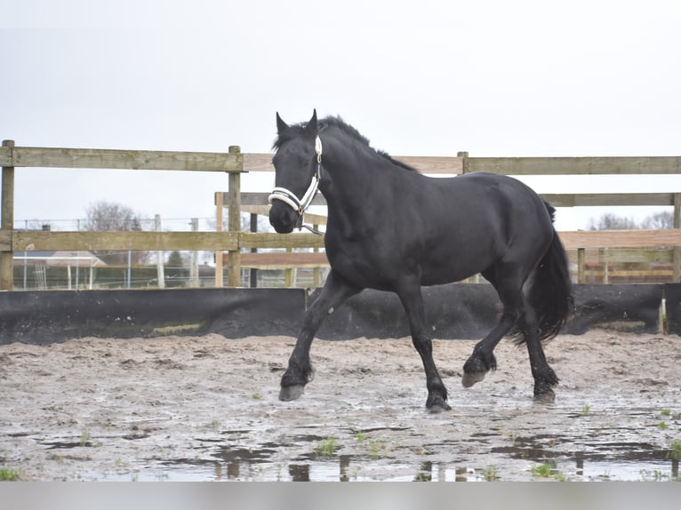 Fries paard Merrie 4 Jaar 158 cm Zwart in Achtmaal