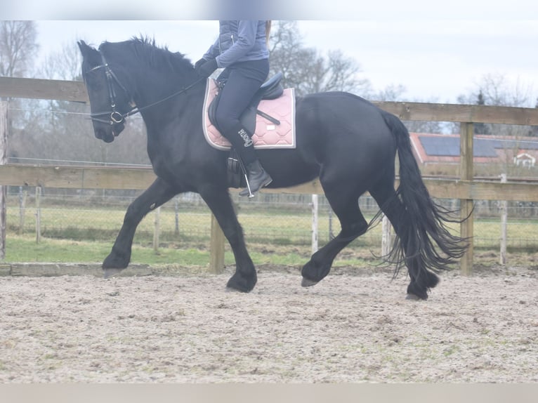 Fries paard Merrie 4 Jaar 158 cm Zwart in Achtmaal