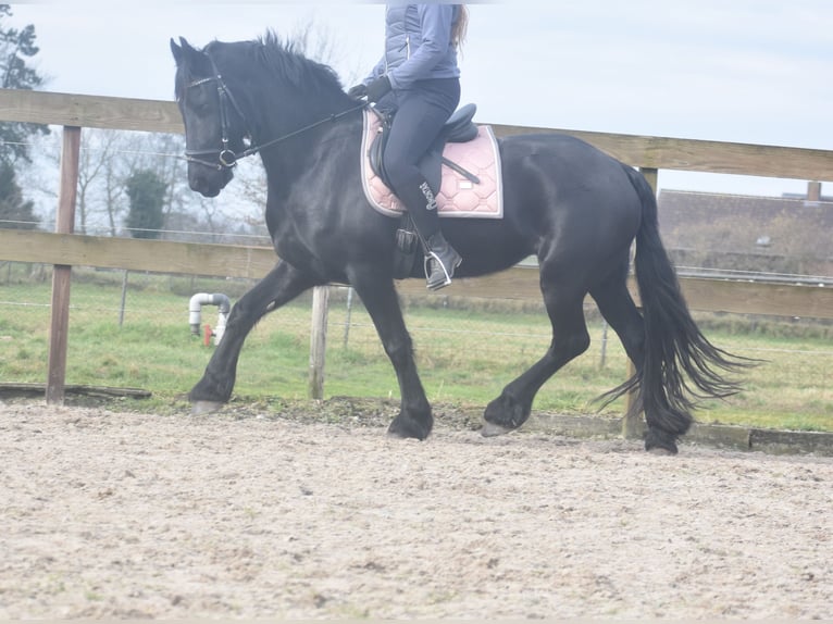 Fries paard Merrie 4 Jaar 158 cm Zwart in Achtmaal