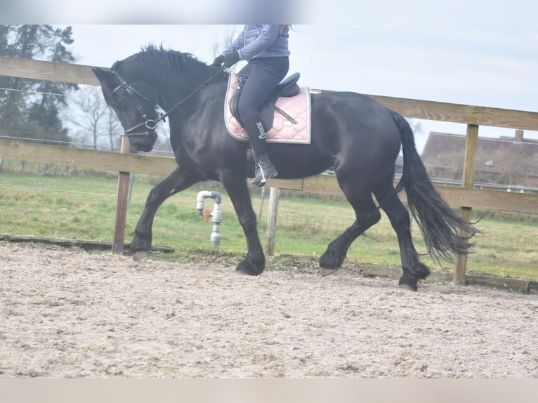 Fries paard Merrie 4 Jaar 158 cm Zwart in Achtmaal