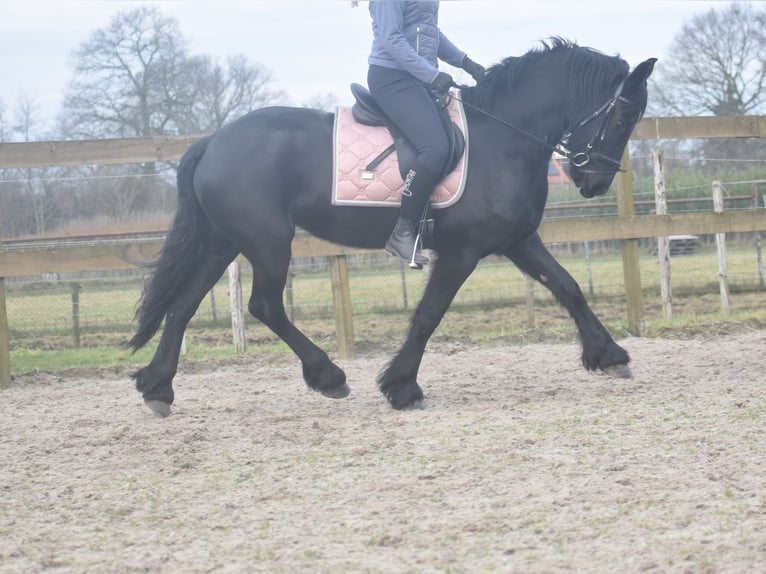 Fries paard Merrie 4 Jaar 158 cm Zwart in Achtmaal