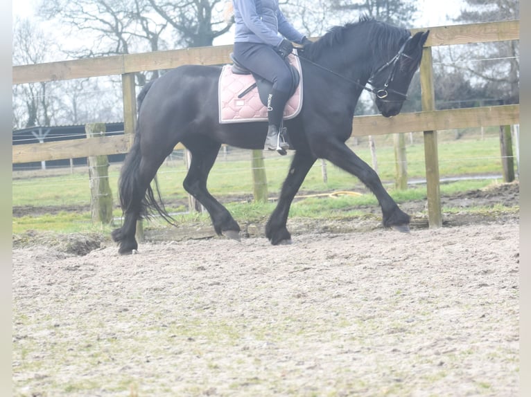 Fries paard Merrie 4 Jaar 158 cm Zwart in Achtmaal