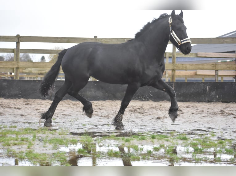 Fries paard Merrie 4 Jaar 158 cm Zwart in Achtmaal