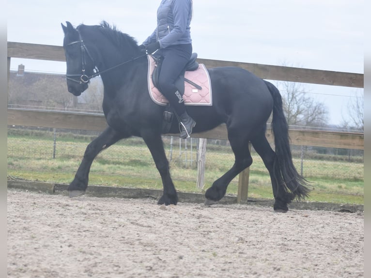 Fries paard Merrie 4 Jaar 158 cm Zwart in Achtmaal