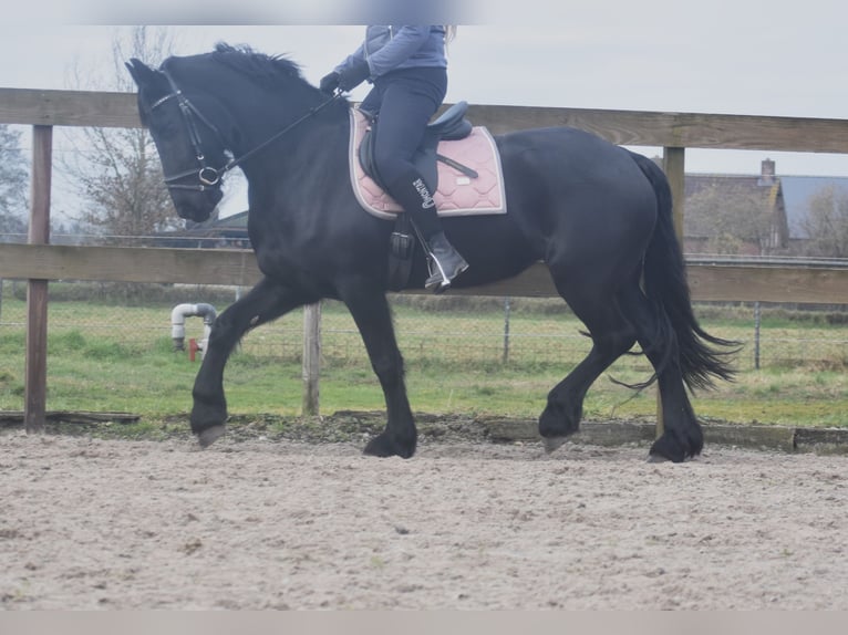 Fries paard Merrie 4 Jaar 158 cm Zwart in Achtmaal