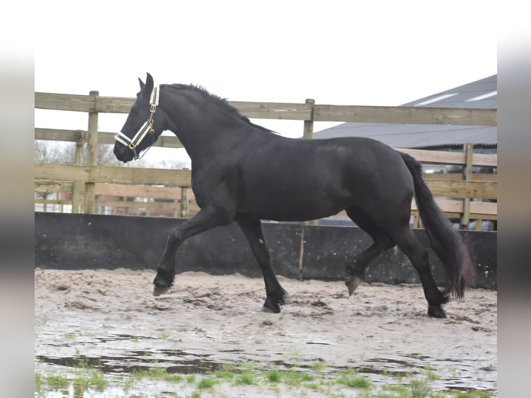 Fries paard Merrie 4 Jaar 158 cm Zwart in Achtmaal