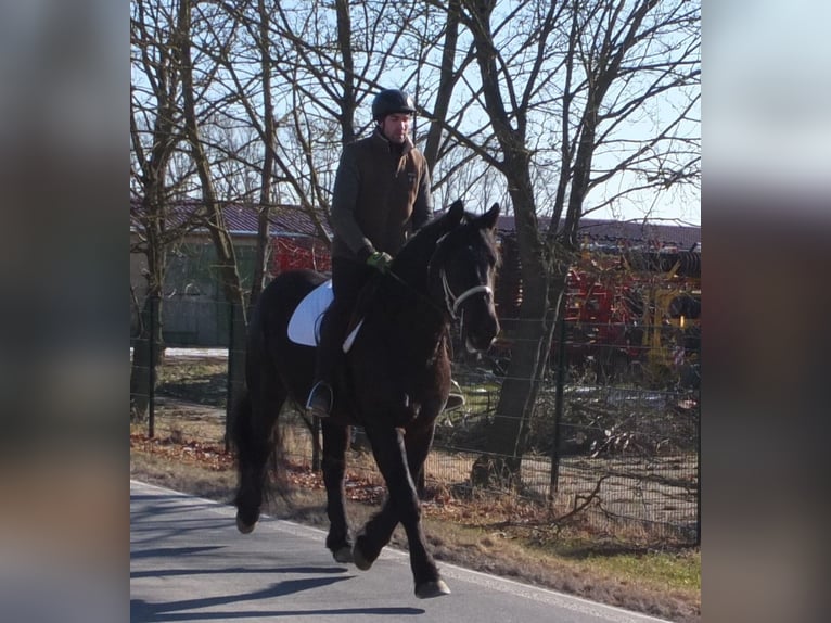 Fries paard Mix Merrie 4 Jaar 158 cm Zwart in Buttst&#xE4;dt