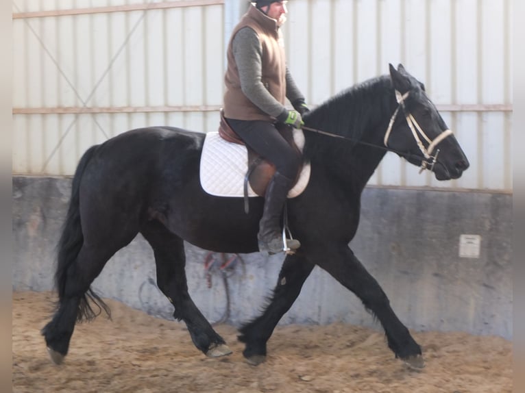 Fries paard Mix Merrie 4 Jaar 158 cm Zwart in Buttstädt