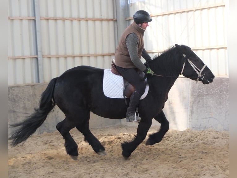 Fries paard Mix Merrie 4 Jaar 158 cm Zwart in Buttst&#xE4;dt