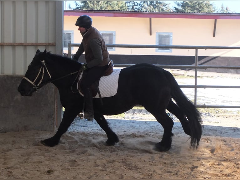 Fries paard Mix Merrie 4 Jaar 158 cm Zwart in Buttstädt