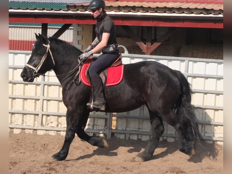 Fries paard Mix Merrie 4 Jaar 158 cm Zwart in Buttst&#xE4;dt