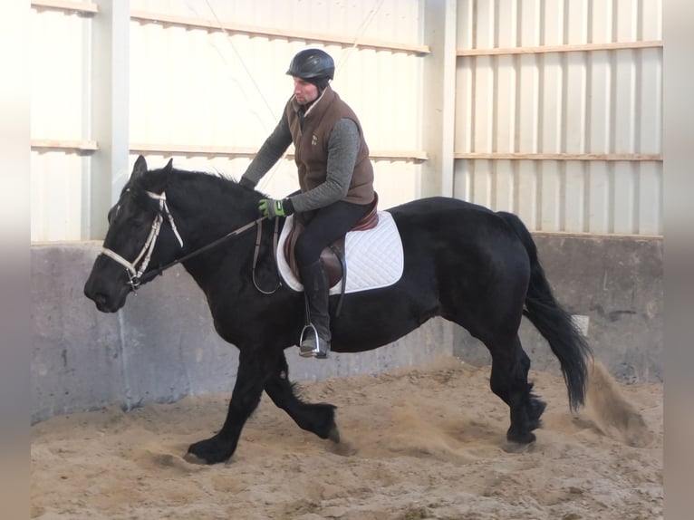 Fries paard Mix Merrie 4 Jaar 158 cm Zwart in Buttstädt