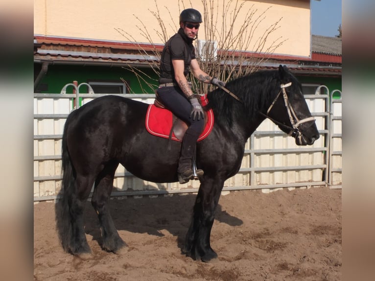 Fries paard Mix Merrie 4 Jaar 158 cm Zwart in Buttst&#xE4;dt