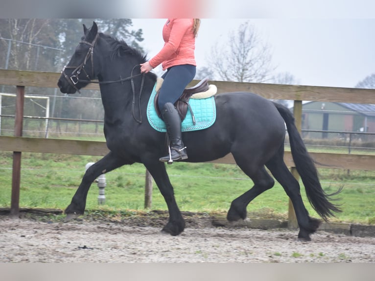 Fries paard Merrie 4 Jaar 159 cm Zwart in Achtmaal