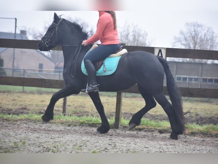 Fries paard Merrie 4 Jaar 159 cm Zwart in Achtmaal