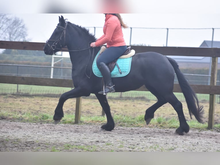 Fries paard Merrie 4 Jaar 159 cm Zwart in Achtmaal