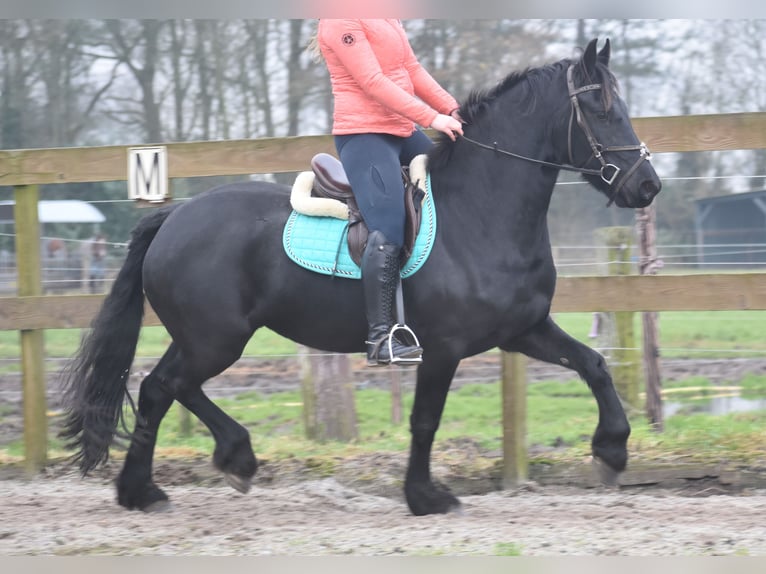 Fries paard Merrie 4 Jaar 159 cm Zwart in Achtmaal