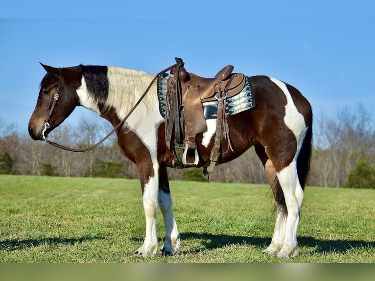 Fries paard Mix Merrie 4 Jaar 160 cm in Somerset, KY