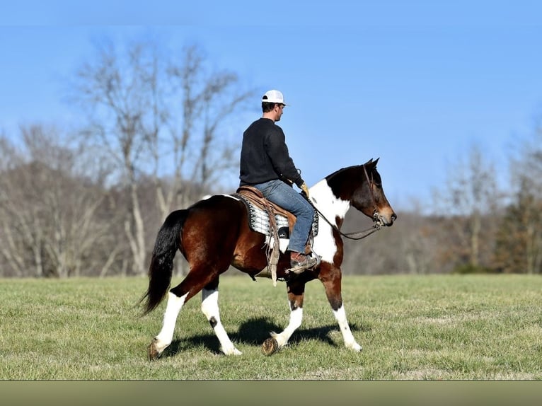 Fries paard Mix Merrie 4 Jaar 160 cm in Somerset, KY