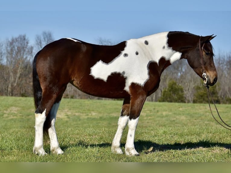 Fries paard Mix Merrie 4 Jaar 160 cm in Somerset, KY