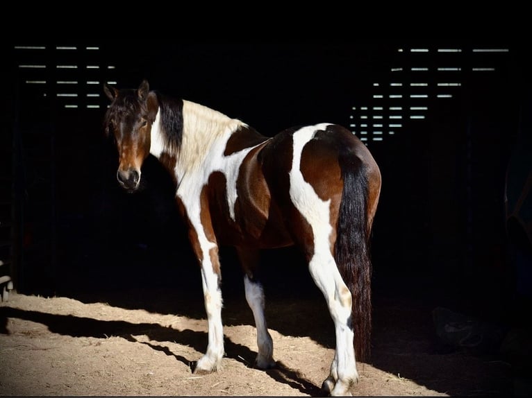 Fries paard Mix Merrie 4 Jaar 160 cm in Somerset, KY