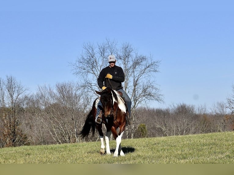 Fries paard Mix Merrie 4 Jaar 160 cm in Somerset, KY