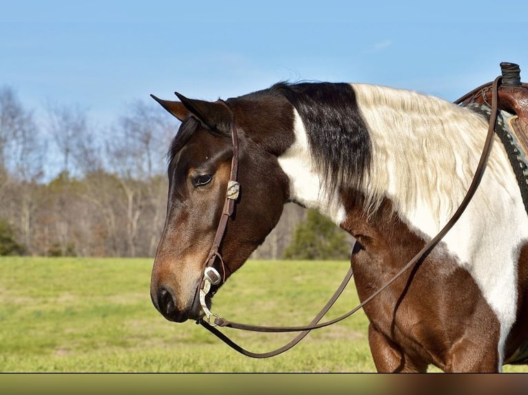 Fries paard Mix Merrie 4 Jaar 160 cm in Somerset, KY