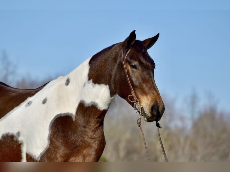 Fries paard Mix Merrie 4 Jaar 160 cm in Somerset, KY