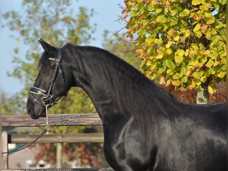 Fries paard Merrie 4 Jaar 160 cm Zwart in Lunteren