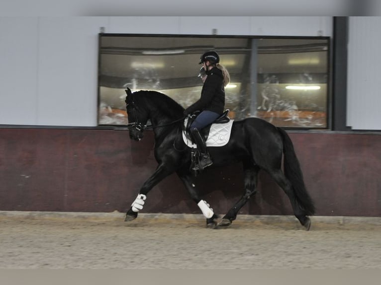 Fries paard Merrie 4 Jaar 160 cm Zwart in Lunteren