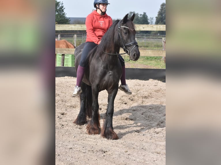 Fries paard Merrie 4 Jaar 160 cm Zwart in Achtmaal