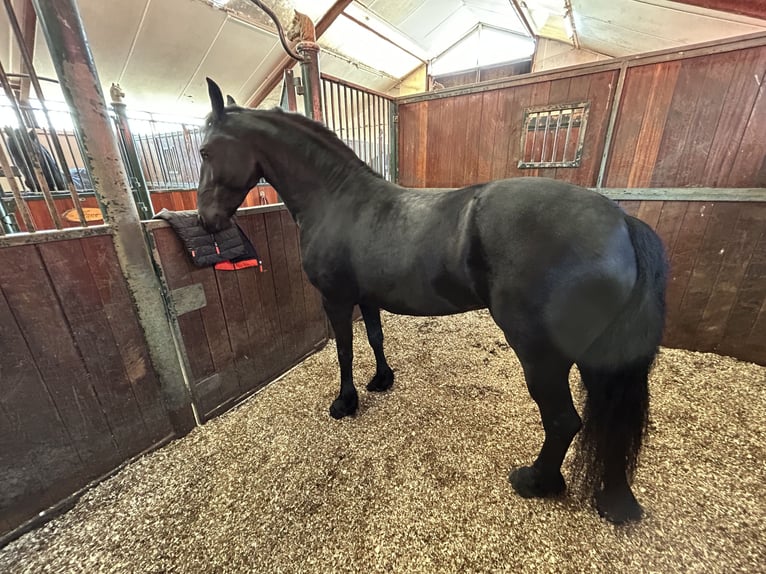Fries paard Merrie 4 Jaar 160 cm Zwart in Lemele